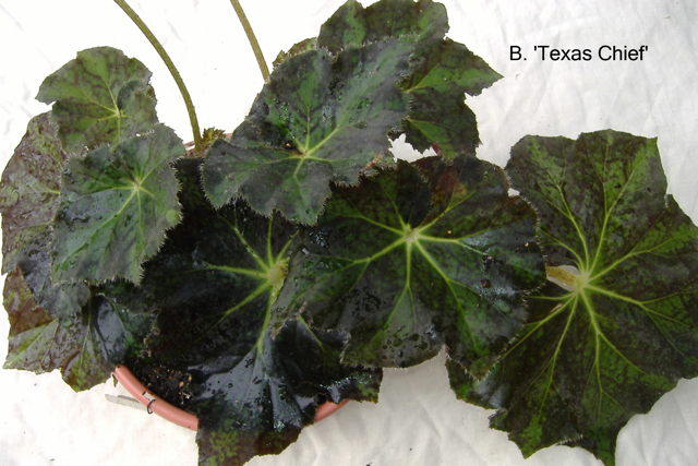 B. ‘Texas Chief’